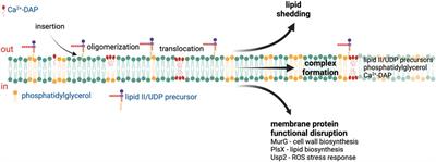 Bacterial cell membranes and their role in daptomycin resistance: A review